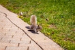 Squirrel on campus