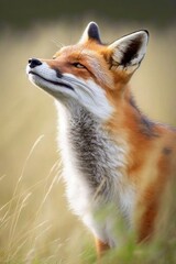 Wall Mural - red fox in the wild, red fox closeup in nature