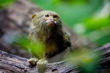 Western Pygmy Marmoset, Callithrix Pygmaea, One Of The Smallest Monkeys In The World. A New World Monkey Endemic To The Northwestern Amazon Rainforest In Brazil, Colombia, Ecuador, And Peru.
