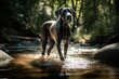 Majestic Great Dane Wading through River on Hot Summer Day