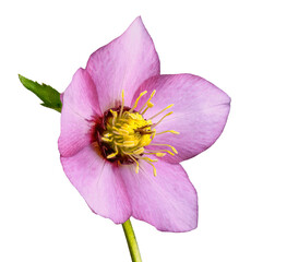 Wall Mural - Isolated lenten rose blossom