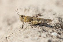 Blue-winged Grasshopper (Oedipoda Caerulescens) On The Sand.