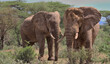two huge african elepant bulls standing alert together in the wild bush of buffalo springs national reserve, kenya