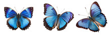 Blue Butterfly Wings On A Transparent Background For Decorating Projects Easily. Generative AI