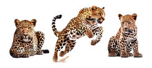 Leopard On A Transparent Background For Decorating Projects Easily. Generative AI