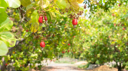 fresh red cashew fruit on the tree in the agricultural farm.