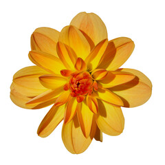 Sticker - Dahlia orange	