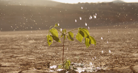 Wall Mural - Close up shot of water drops falling on tiny plant in desert. Little sprout growing on cracked soil in dried lake - ecological disaster, save our planet 