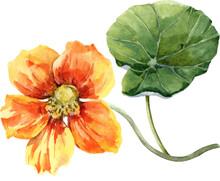 Yellow Nasturtium Flower With Bud And Green Leaf. Hand Drawn Watercolor Illustration.