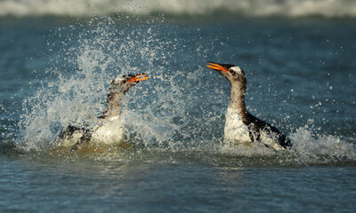 Wall Mural - close up of two gentoo penguins splashing in water