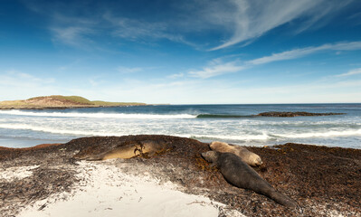 Wall Mural - southern elephant seals lying on a sandy beach in falkland islands