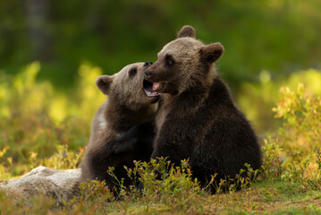 Wall Mural - european brown bear cubs playing in the forest