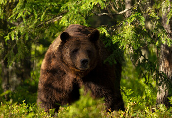 Wall Mural - Impressive portrait of Eurasian Brown bear in forest