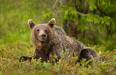 Wall Mural - eurasian brown bear lying on grass in forest