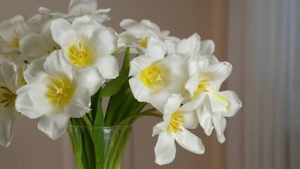 Poster - bouquet of fresh white tulips in glass vase with green bow isolated on white background