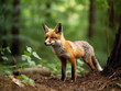 A fox in the forest