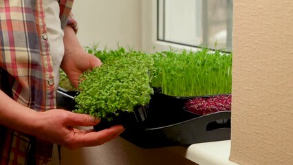 Wall Mural - Growing microgreens at home. A woman takes care of her sprouts. Different types of microgreens are used for food. Amaranth, arugula, radish, cilantro, sprouted peas in boxes. Fresh organic food and