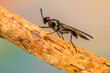 © lessysebastian - Hermetia illucens, the black soldier fly, is a common and widespread fly of the family Stratiomyidae