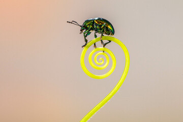 Lady beetles are the Coccinellidae, a family of beetles. All species are protected by noxious fluids based on cyanide, and most have warning colouration, such as red with black spots or black stripes