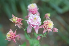 Pink Aquilegia Flower In The Summer Garden, Background Image, Close-up