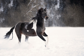 Wall Mural - black horse running in snow