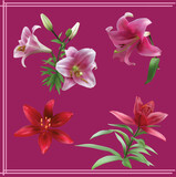 Fototapeta Storczyk - pink and red lily flowers isolated on dark background