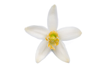 Citrus tree blossom on white background	