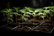 fresh cannabis clones in indoor facility, generative AI