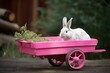 The rabbit sitting in a pink wagon Generative AI