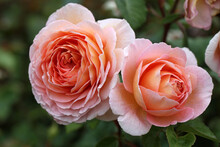 Abraham Darby (Auscot).  A Beautiful English Rose Bred By David Austin.