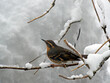 Varied thrush songbird in winter with deep snow.