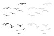 Flying Bird Set Silhouette Premium Vector Art Design, Vector parrots, amazon jungle birds silhouettes isolated on white. Black silhouette parrots, illustration of exotic bird parrot