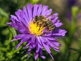 Fototapeta Pokój dzieciecy - bee honeybee Apis Mellifera honey insect flower