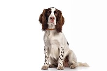 English Springer Spaniel Dog Isolated On White Background. Generative AI