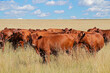 Herd of free-range cattle in grassland on a rural farm, South Africa.