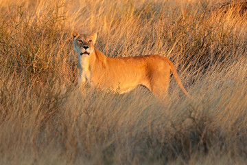 Sticker - An alert lioness (Panthera leo) in dry grassland at sunset, Kalahari desert, South Africa.