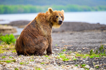 Wall Mural - Ruling the landscape, brown bears of Kamchatka (Ursus arctos beringianus)