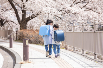 Wall Mural - 桜の下を歩く新一年生