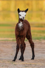 Wall Mural - Lovely baby alpaca. South American camelid.