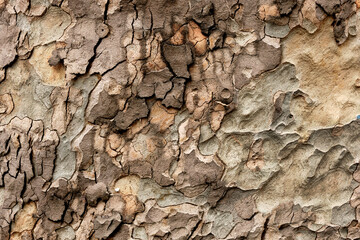 Wall Mural - Close-up texture of tree bark in brown beige tones.