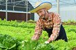 © Prathankarnpap - Smiling caucasian male farmer taking care of plants and harvesting fresh vegetables from the greenhouse