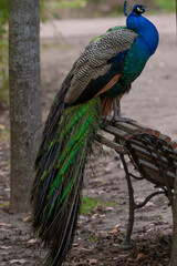 peacock with feathers.Peacock with blue and green colours