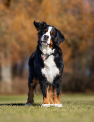 Wall Mural - bernese mountain dog