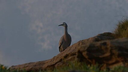 Wall Mural - Beautiful shot of an eastern gray heron bird perched on a rock in Sydney, Australia