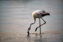 Single Flamingo (Phoenicopterus Chilensis) Drinking Water From The River