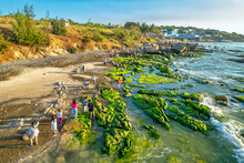 Amazing Of Rock And Moss At Co Thach Beach,Tuy Phong, Binh Thuan Province, Vietnam, Seascape Of Vietnam Strange Rocks.