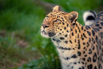 Sticker - Closeup shot of a beautiful Chinese leopard looking up in a forest