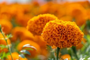 Wall Mural - selective focus of tagetes erecta flowers in a field
