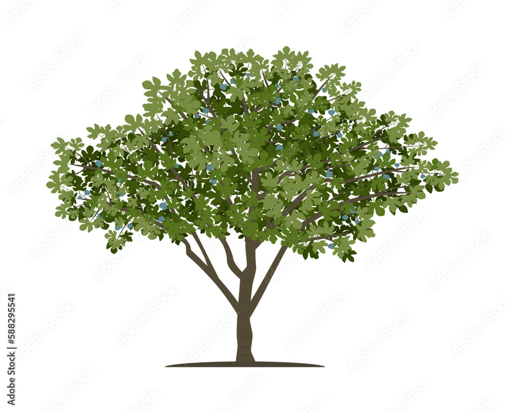 Fig Tree Vector Deviantart Vector drawing of fig tree. Isolated vector illustration of fig tree on ...