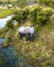 Aerial View Of An Elephant Painted Half In White Along Mababe River In A National Park In Botswana, Africa.